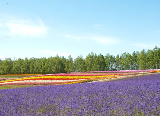 テレビ ラジオ放映旅行商品 His関西発
