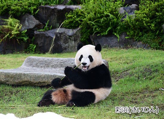 His 鉄道 宿泊セットプラン アドベンチャーワールド１日入園券付 ホテルシーモア 夕 朝食付 泊 旅コレクション南紀2日間 近畿発