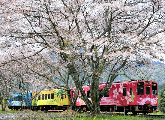 稀少ANA全日空フライトタグ【富士山】【桜】4本セット