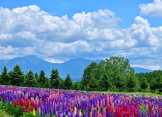 札幌（イメージ）