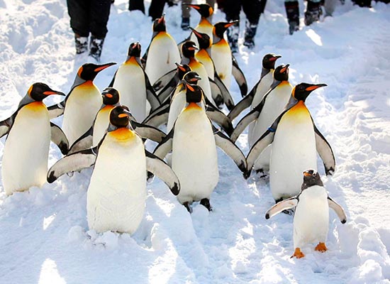 旭山動物園／ペンギンの散歩（イメージ）