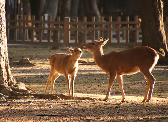 奈良_奈良公園（イメージ）
