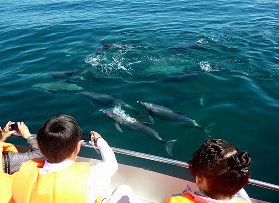 長崎_イルカ