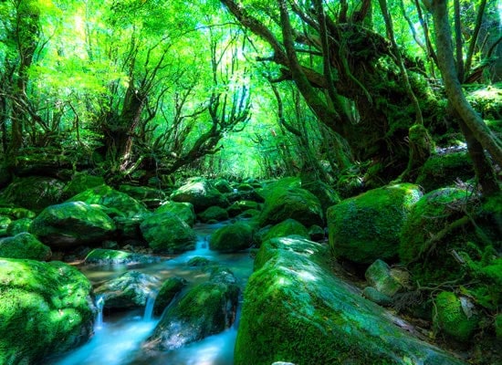 美しい渓流と様々な種類の苔に覆われた白谷雲水峡　イメージ