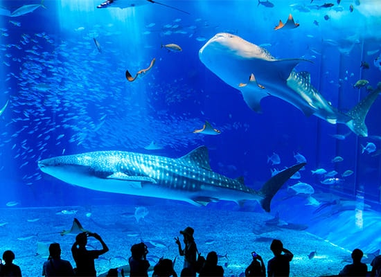 沖縄美ら海水族館