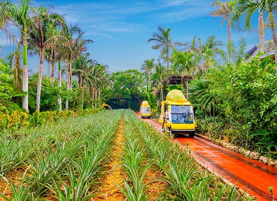 ナゴパイナップルパーク（イメージ）