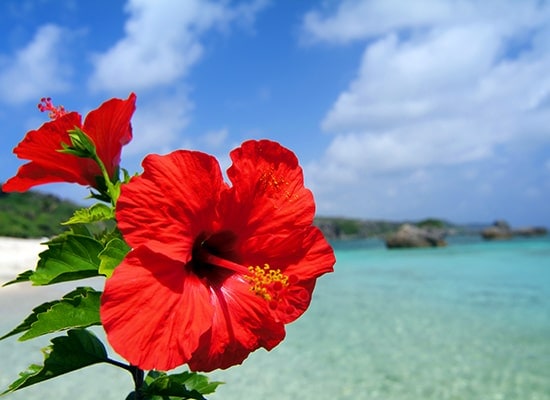 沖縄（イメージ）