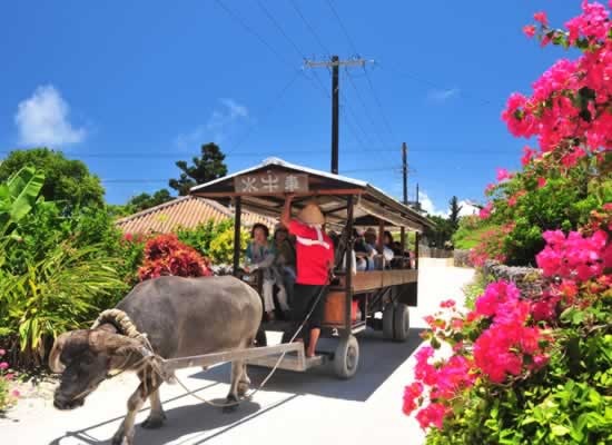 水牛車体験�A竹富島にて赤瓦屋根の集落をゆったり見学／イメージ