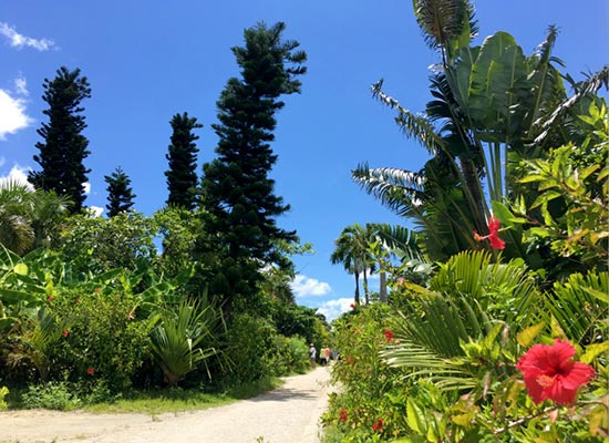 亜熱帯の樹々や色とりどりの花々に覆われた由布島／イメージ