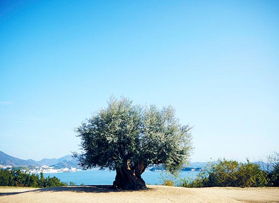 オリーブの木と瀬戸内海(イメージ)