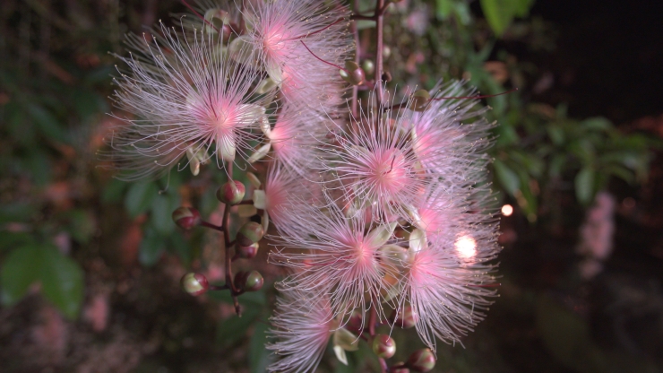 垂れ下がるように咲く姿が藤に似ていることから「サワフジ」とも呼ばれるサガリバナ　提供：沖縄観光コンベンションビューロー