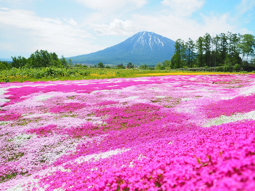 羊蹄山と芝桜