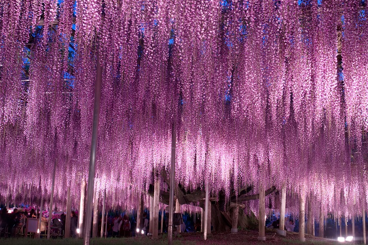 あしかがフラワーパークの大藤まつり