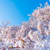 【中国地方】おすすめの桜の名所＆お花見スポット13選