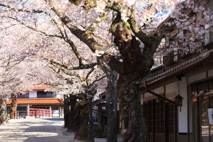 岡山県新庄村の美しいがいせん桜