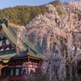 【甲信越地方】おすすめの桜の名所＆お花見スポット8選