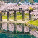 【中国地方】広島・岡山など桜の名所＆お花見スポットおすすめ13選