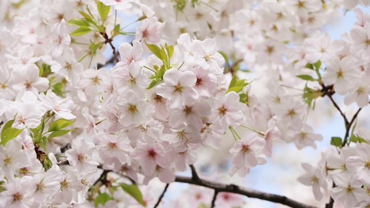 関西地方の桜特集～おススメお花見スポット～