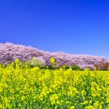 関東地方の桜特集～おススメお花見スポット～