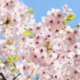 【厳選】北陸地方の人気の桜の名所9選！