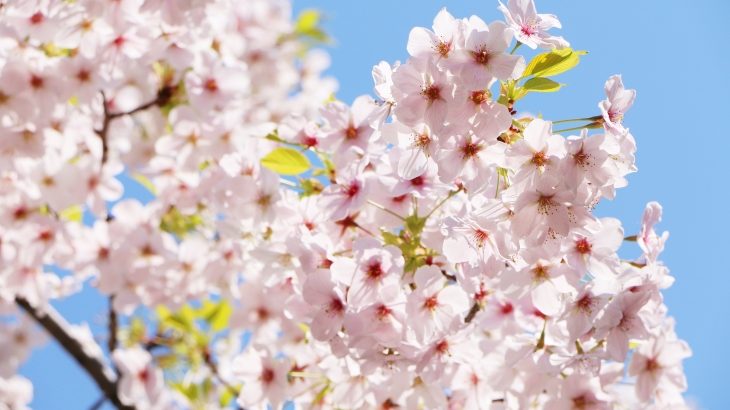 【厳選】北陸地方の人気の桜の名所9選！