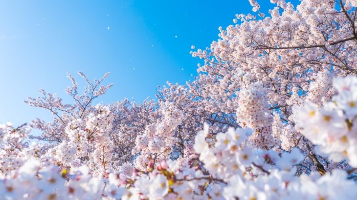 【厳選】東海地方の人気の桜の名所10選！