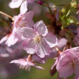 【九州・沖縄地方】おすすめの桜の名所＆お花見スポット17選