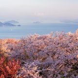 【厳選】四国地方の人気の桜の名所をご紹介！
