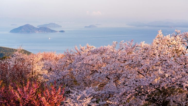 【厳選】四国地方の人気の桜の名所をご紹介！