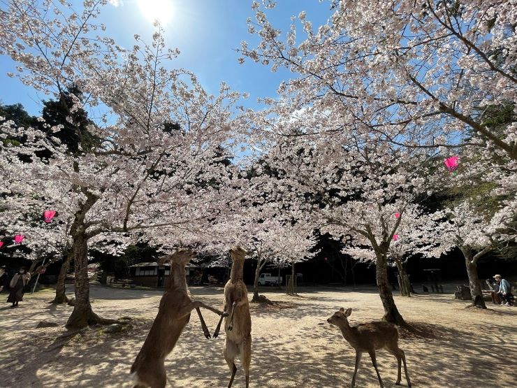 広島県宮島の桜