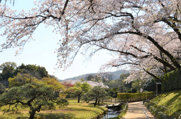 岡山県後楽園の桜