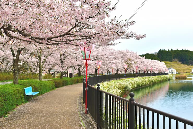 上野公園（広島県）の桜