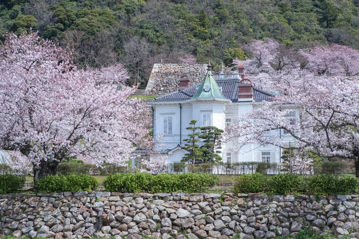 久松公園の満開の桜