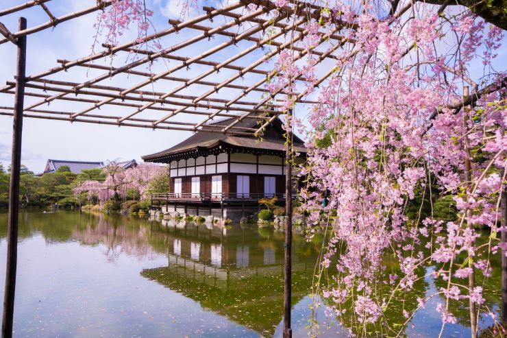 京都　平安神宮神苑桜