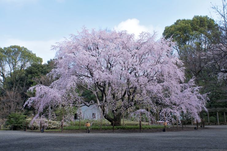 六義園桜
