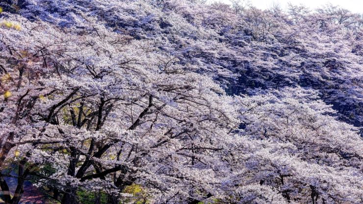 春の桜山公園