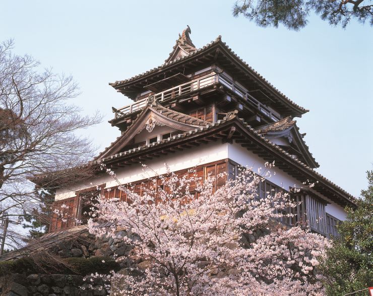 福井県　丸岡城の桜