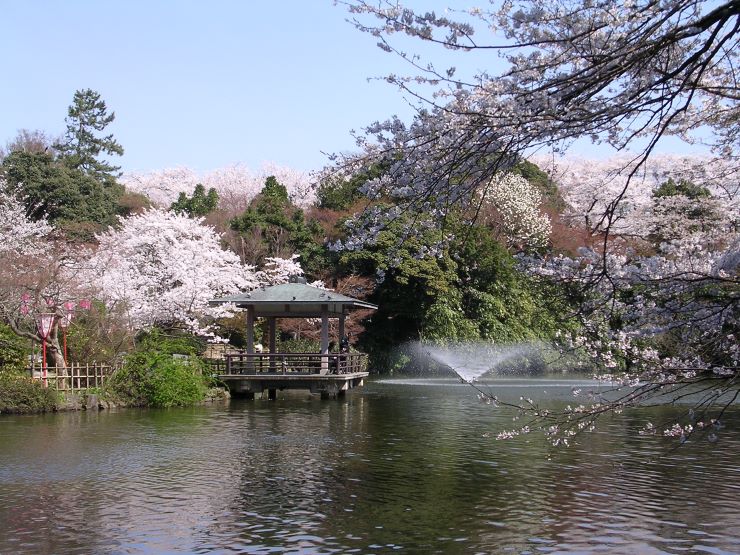 高岡古城公園中の島の桜