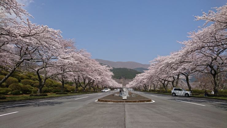 冨士霊園の桜
