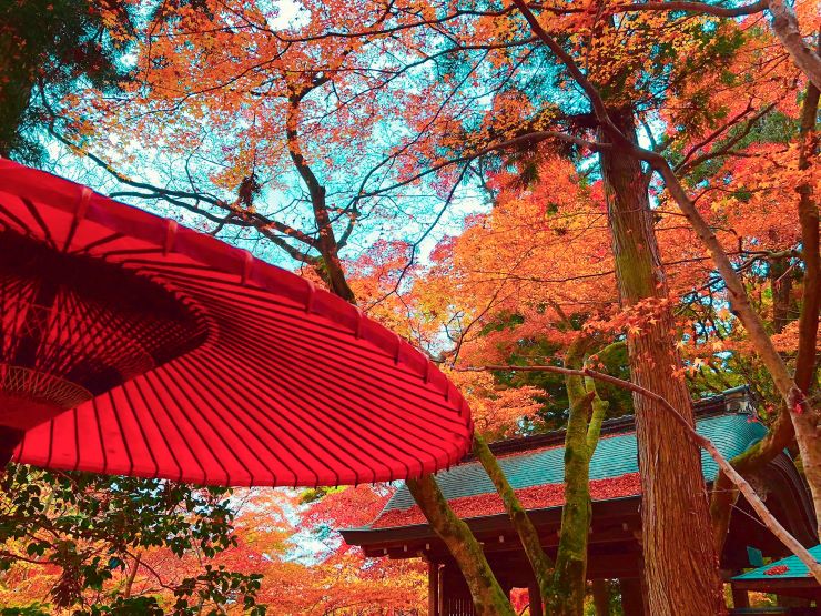 瑞宝寺公園の紅葉