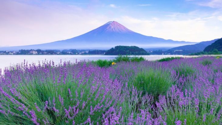 富士山とラベンダー_大石公園