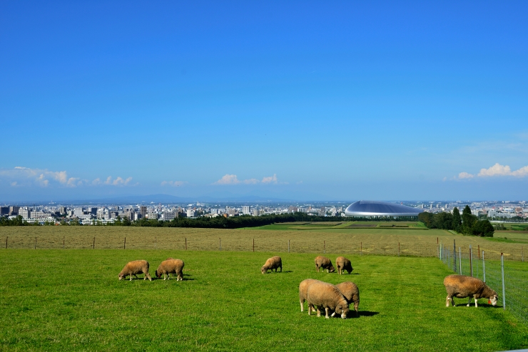 札幌ドームを背景に放牧される羊ヶ丘の羊たち　提供：さっぽろ観光写真ライブラリー