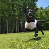 ”北陸初”愛犬と一緒に過ごすための専用グランピング「GLAMHIDE WITH DOG KOMATSU」の魅力とは！