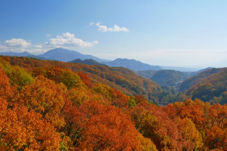 清里高原の紅葉