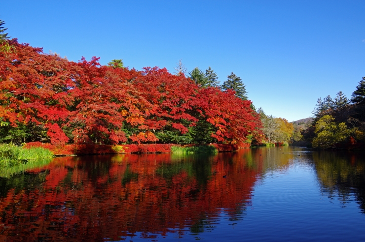水面に映る紅葉が美しい軽井沢の雲場池