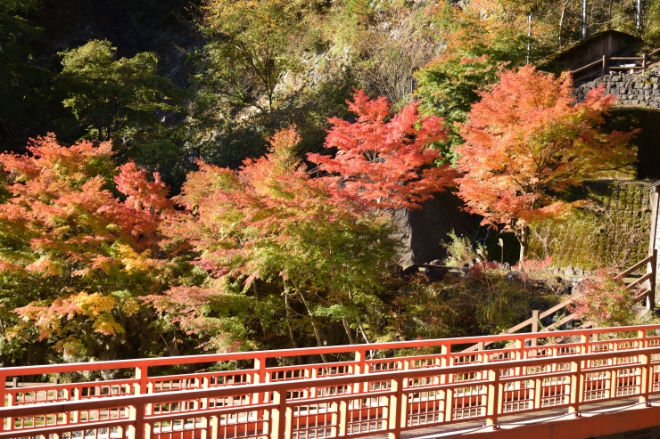 梅ヶ島温泉の紅葉