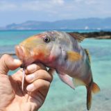 沖縄・釣りの旅！ なにが釣れるの？おすすめシーズンは？など沖縄で釣りを楽しむポイントをご紹介！