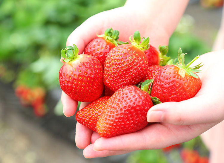 イチゴ狩り/イメージ