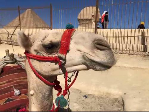 初めてのエジプトに感動！