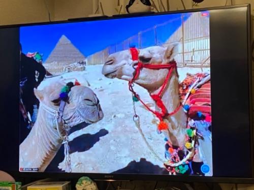 ラクダが可愛かった〜！